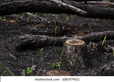 New life grass after forest fire. Burnt pine trees 