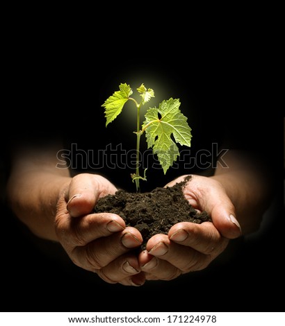 Similar – Hand holds young chili plant