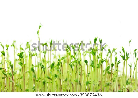 Similar – cress forest Cress Grass