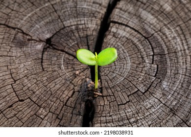 New Life, Plant Growing On Dead Stump, Close Up