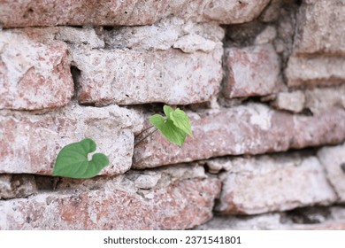 
A new life represents the profound and transformative beginning of an individual's journey, symbolizing rebirth, renewal, and endless possibilities. It can manifest in various forms, from the birth o