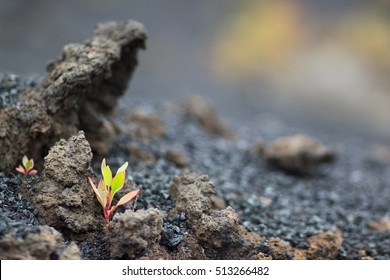 New Life - Small Green Plant In Lava Rocks.