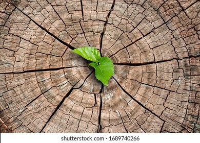 A New Life Start With The Sprout Of Green Leaves On A Dead Trees Stump. Recovery Of The Nature.