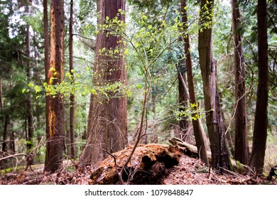 New Life - a new tree growing among some old growth in Gibsons, British Columbia