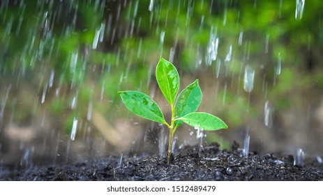 New Life Of Young Plant Seedling Grow In Black Soil. Gardening And Environmental Saving Concept. People Taking Care Of Early Plantation.