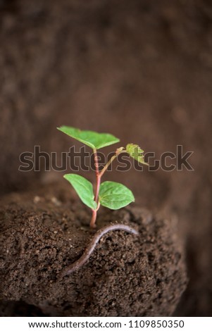 Similar – Foto Bild Neues Werk Gemüse Kaffee