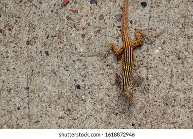 New Mexican Whiptail lizard Aspidoscelis neomexicanus braves the heat and slowly moves across the hot pavement.