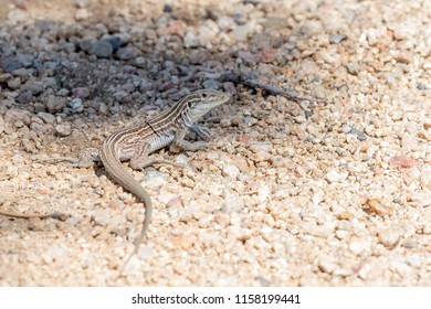 The New Mexico whiptail (Cnemidophorus neomexicanus) a female-only species of lizard, is the official state reptile of New Mexico.
