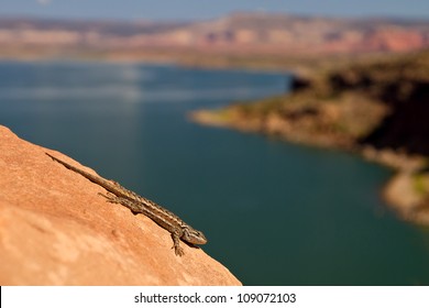 New Mexico whiptail lizard above Abiquiu Lake reservoir, New Mexico
