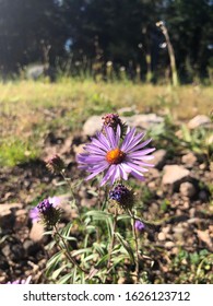 New Mexico Wildflowers At Ski Apache. October 2019