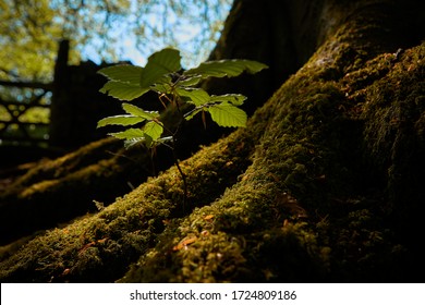 New Oak Sapling Growing In Woodland