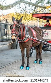 New Orleans, LA - Circa January 2022: A Beautiful Mule With Fancy Painted Hooves Pulling A Horse Drawn Carriage In The French Quarter. Portrait Orientation.