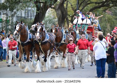 New Orleans, Louisiana - February 9, 2015: The Budweiser Clydesdales lead the krewe of Carrollton parades down St. Charles Avenue for Carnival Season. 