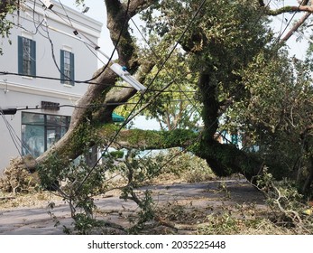 New Orleans, Louisiana - September 2, 2021: Fallen Tree on Electrical Equipment in New Orleans, Louisiana Following Hurricane Ida