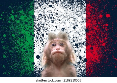 A New Outbreak Of Viral Infection At Italia, Monkey Pox. Small Monkey Looks Up At Italian Flag Background. Copy Space. The Concept Of Monkeypox, Pandemic And Transmissible Virus.