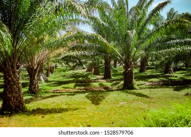 New palm oil plantation. Road through the palm trees.