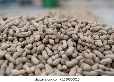The new peanuts are drying in the sun