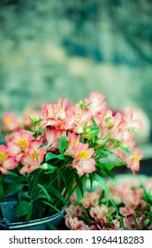 New Pink Flowers On 35mm Film