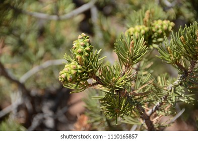 New Pinyon Pine Cones (Pinus Monophylla)