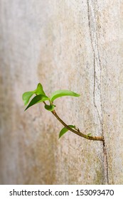 New Plant Germinates From The Crack Concrete Wall, Persistence Of Survival