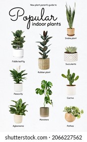 2,255 Indoor Plants With Names Images, Stock Photos & Vectors ...