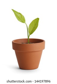 New Plant In Small Orange Pot Isolated On White Background.