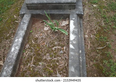 New Plant Sprouting From Gravestone