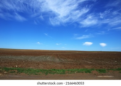 new plantation of corn field in alentejo region, Portugal