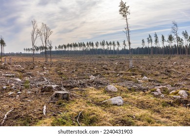 New planted Spruce plants on a large clearcutting area - Shutterstock ID 2240431903