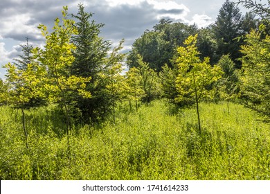 根元的图片 库存照片和矢量图 Shutterstock 根元的图片 库存照片和矢量图 Shutterstock