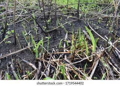 New Plants Coming To Life After Forest Fire