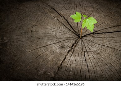 New Recycled Growth From Old Concept. Recycled Tree Stump With Rings And Cracks Growing A New Sprout Or Seedling. 