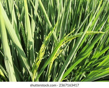 New rice plants bear fruit in close-up photo - Shutterstock ID 2367163417
