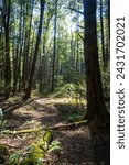 New River Gorge National Park and Preserve, West Virginia. Filtered light on Endless Wall Trail and Diamond Point, Fern Creek Trailhead, Nuttall Trailhead.