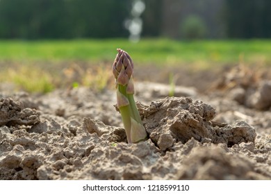 New season of green asparagus, field with growing green asparagus vegetable
