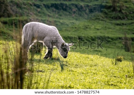 Image, Stock Photo The last unicorn Nature