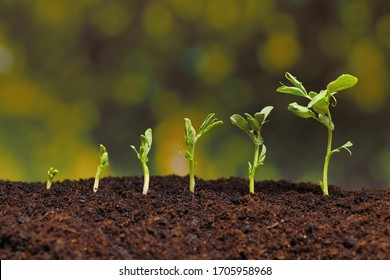 New seeds of pea growing in soil