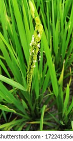 1,369 Sheaf of paddy Images, Stock Photos & Vectors | Shutterstock