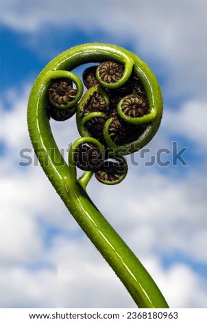 New shoot of fern frond on New Zealand tree fern. The koru (Māori for 'loop or coil') is a spiral shape based on the appearance of a new unfurling silver fern frond. It is an integral symbol in Māori 