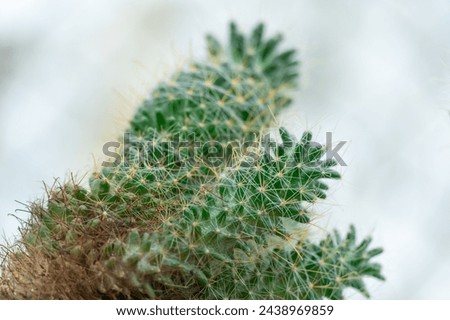 New shoots and adult cactus close-up. Reproduction large family cactaceae. Small sprouts in cactus greenhouse. Germ bud of agriculture propagate babies succulent plant. Always green with thorns.
