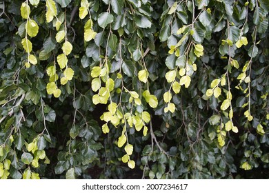 New Shoots, Leaves From The Fagus Sylvatica, Beech Family Fabaceae. Hanover, Germany