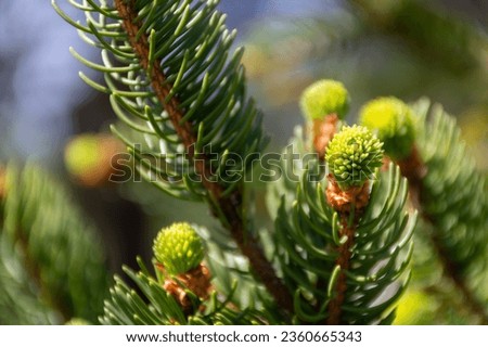 New shoots in the spring of a coniferous tree in the forest