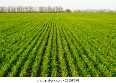 New Shoots Of A Winter Wheat On A Spring Field