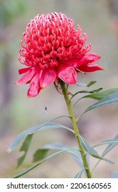 New South Wales Waratah Flower