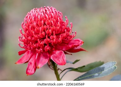 New South Wales Waratah Flower