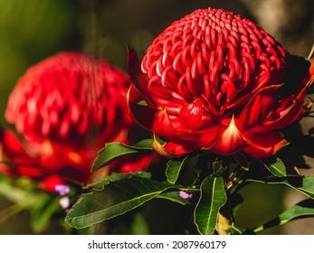 New South Wales Waratah Telopea 2 Years After The Devastating Green Wattle Creek Fire.