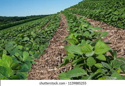 New Soybean Crop:  Rows Of Young Soybeans Grow In Southern Wisconsin Amid The Remnants Of A Corn Crop From The Previous Year.
