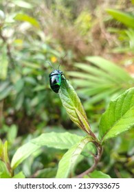 New Species Of Black And Green Ladybug