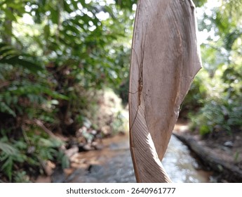 A new species of spider that is not yet included in the spider family, lives on trees above small rivers in dry leaves, its size is the size of a red ant. 