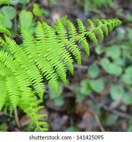 new sping fern close-up in the forest - Shutterstock ID 141425095